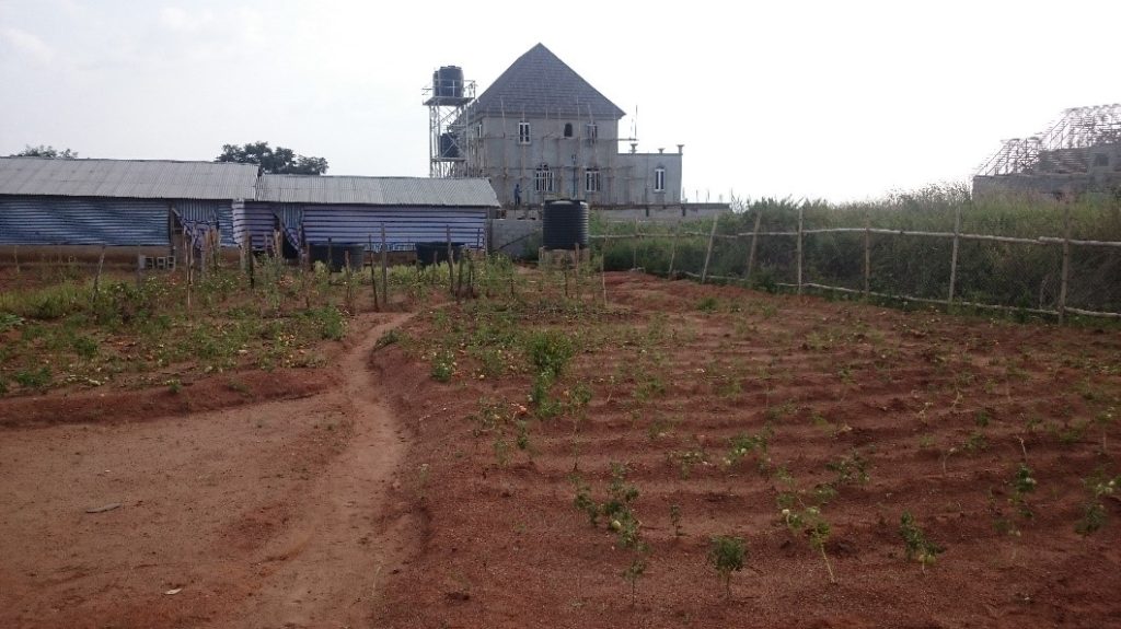 Urban Agriculture: an innovative way of growing food in the city